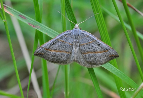 Braungrauer Wellenstriemenspanner (Scotopteryx luridata)